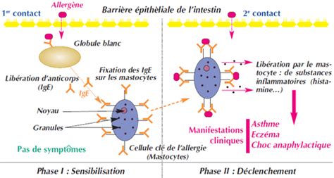 Schéma illustrant le mécanisme d'une réaction allergique à un médicament