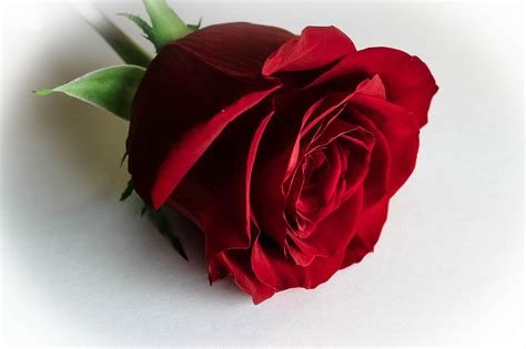 Représentation stylisée d'une rose rouge et d'un nénuphar en cristal Swarovski, mettant en avant les reflets et la précision de la taille.