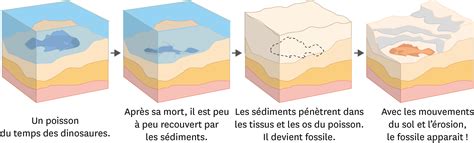 Schéma de la formation du corail fossile par pétrification