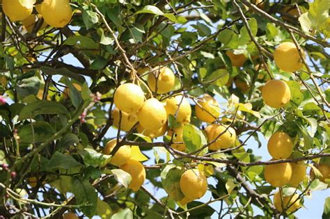 Arbre de citronnier en Sicile avec des citrons mûrs