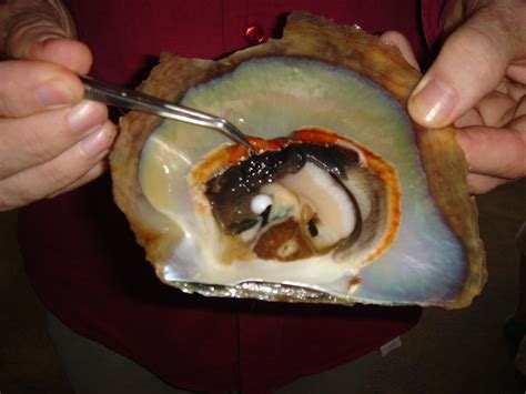 Illustration détaillée de l'étape de greffe d'une huître perlière