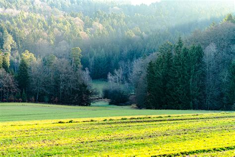 Représentation d'une forêt d'hiver avec un sapin verdoyant au milieu d'arbres dénudés