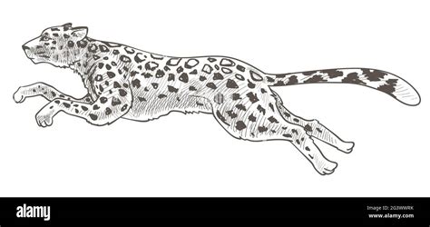Illustration stylisée d'un léopard en mouvement, symbolisant la discrétion et la force.