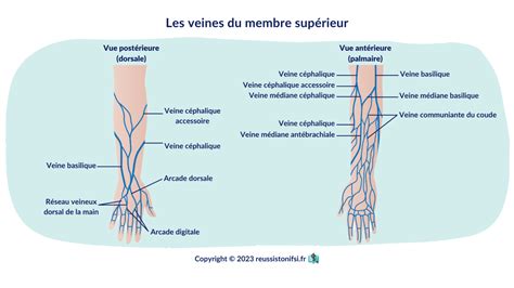 Illustration montrant comment observer les veines du poignet pour déterminer le sous-ton de peau