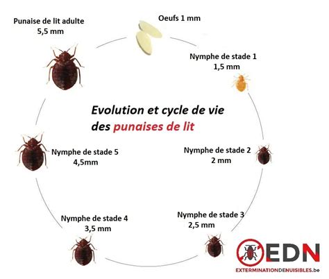 Schéma comparant l'utilisation d'un cure-dent et d'une punaise comme poinçon
