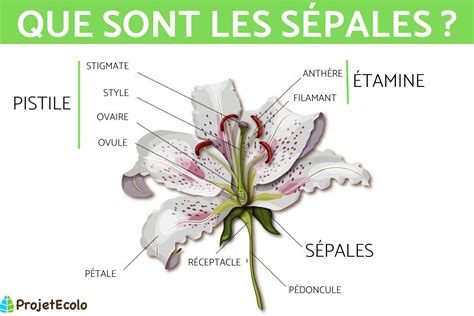 Illustration botanique d'un lys avec ses pétales et sépales