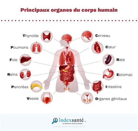 Infographie illustrant les points d'action du grenat sur le corps humain