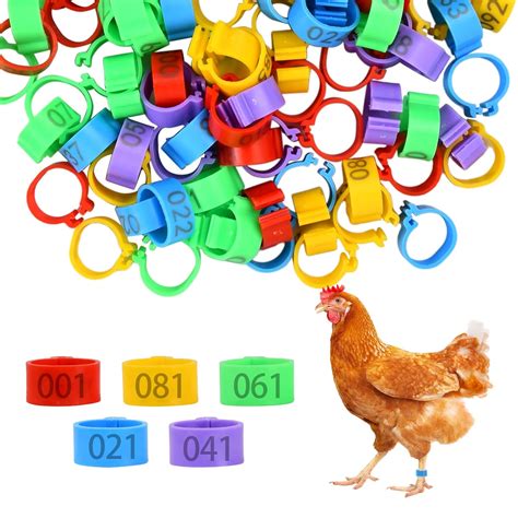 Infographie expliquant les différentes raisons de baguer les poules (identification, suivi de santé, concours, gestion de l'élevage).